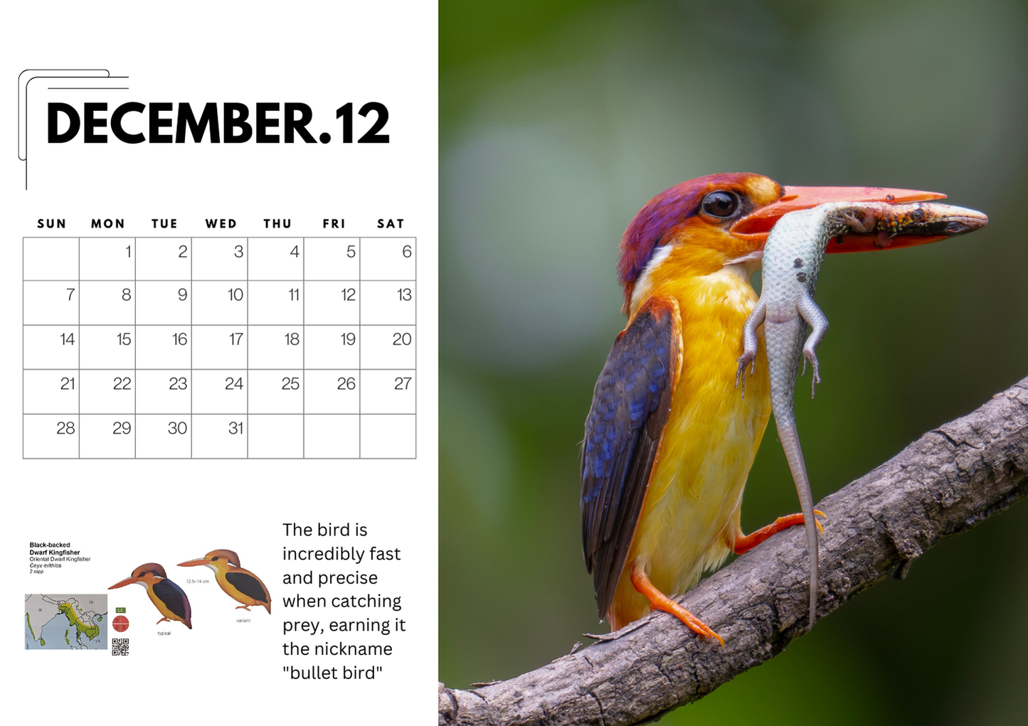 2025 Bird Photography A4 Desk Calendar with QR-Linked Bird Information