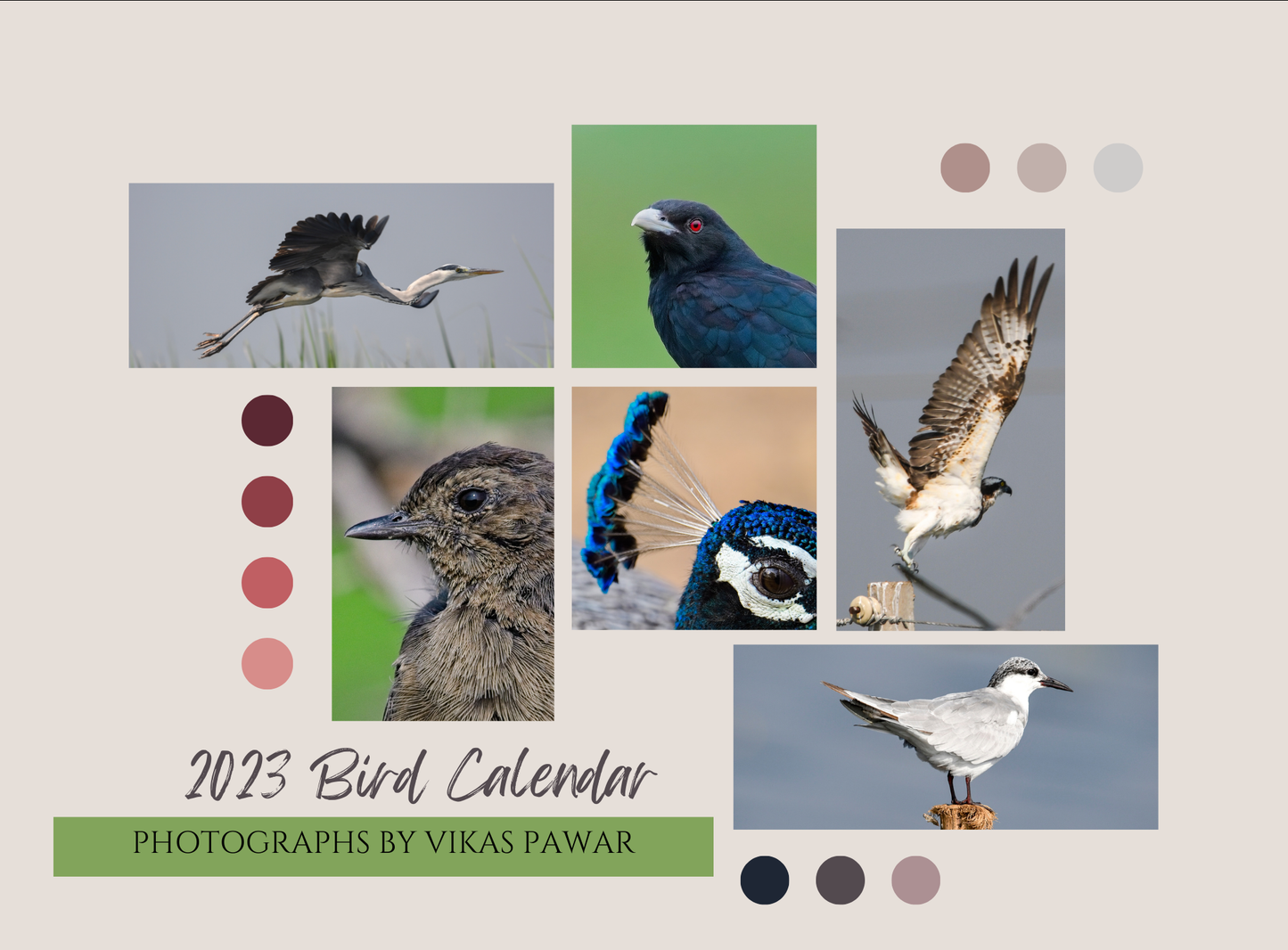 2023 BIRDS CALENDAR