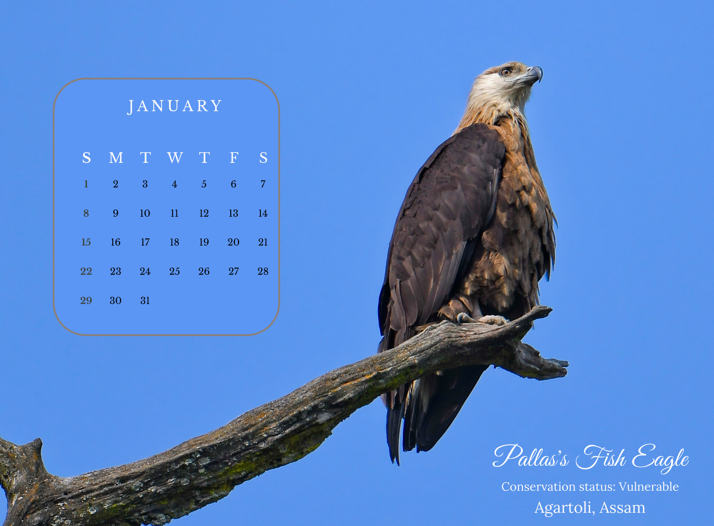 2023 BIRDS CALENDAR