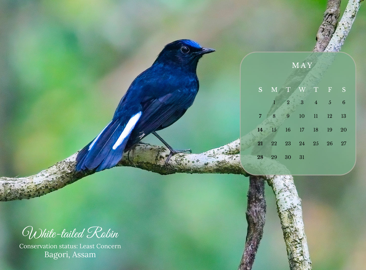 2023 BIRDS CALENDAR