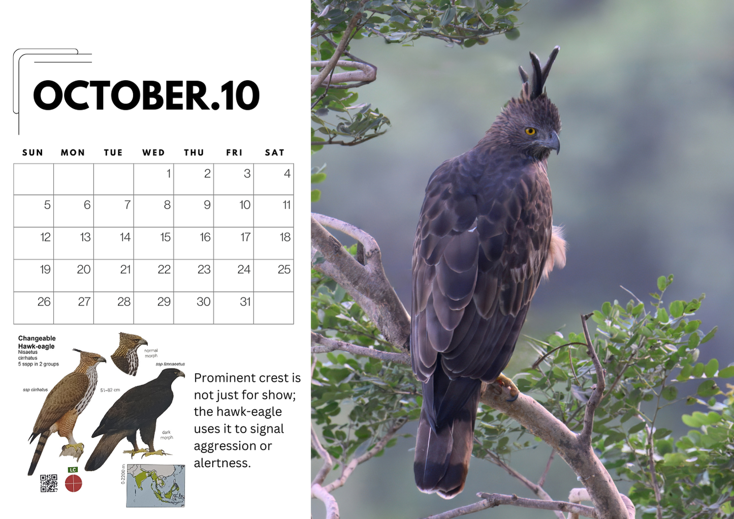 2025 Bird Photography A4 Desk Calendar with QR-Linked Bird Information
