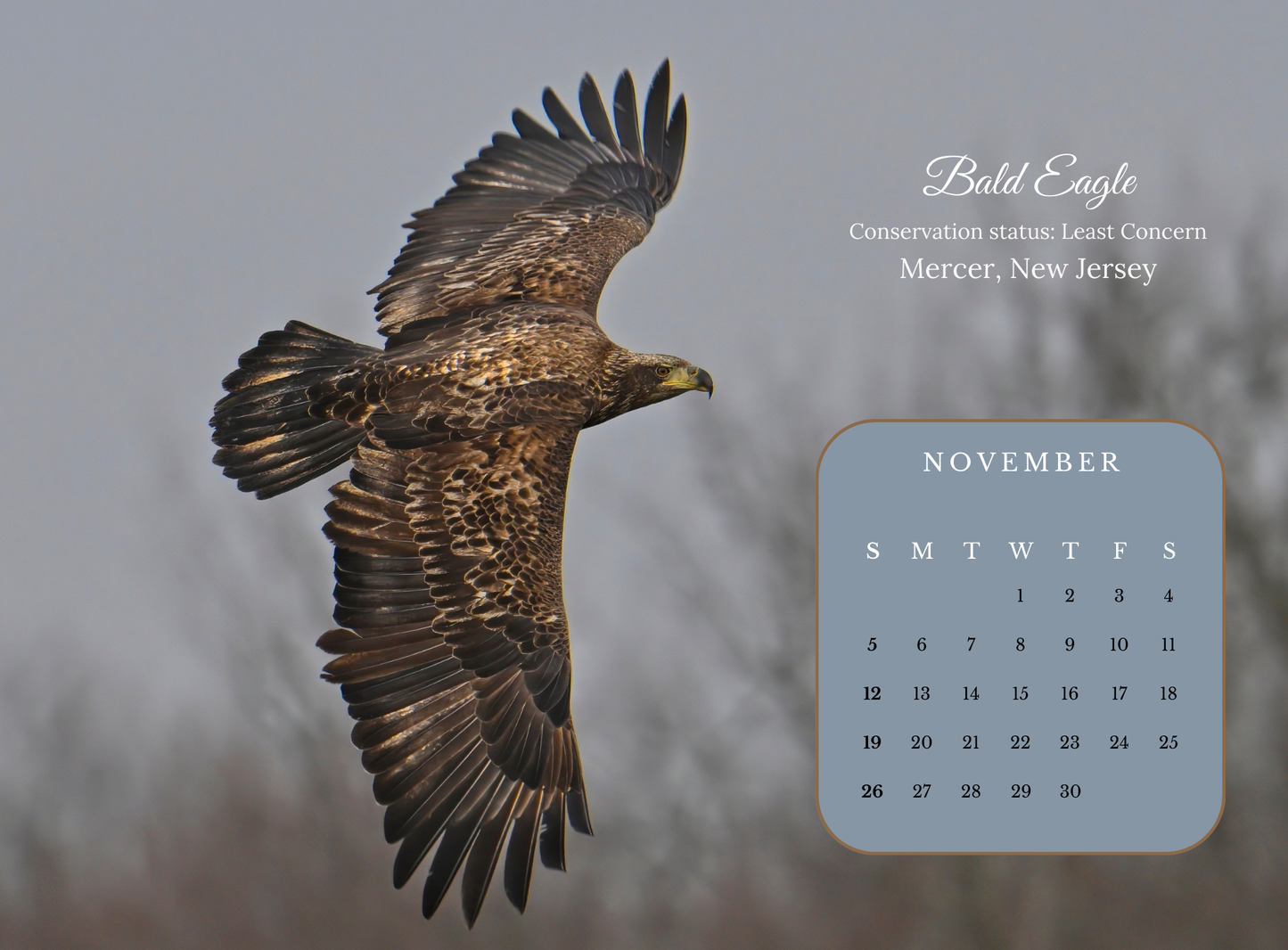 2023 BIRDS CALENDAR