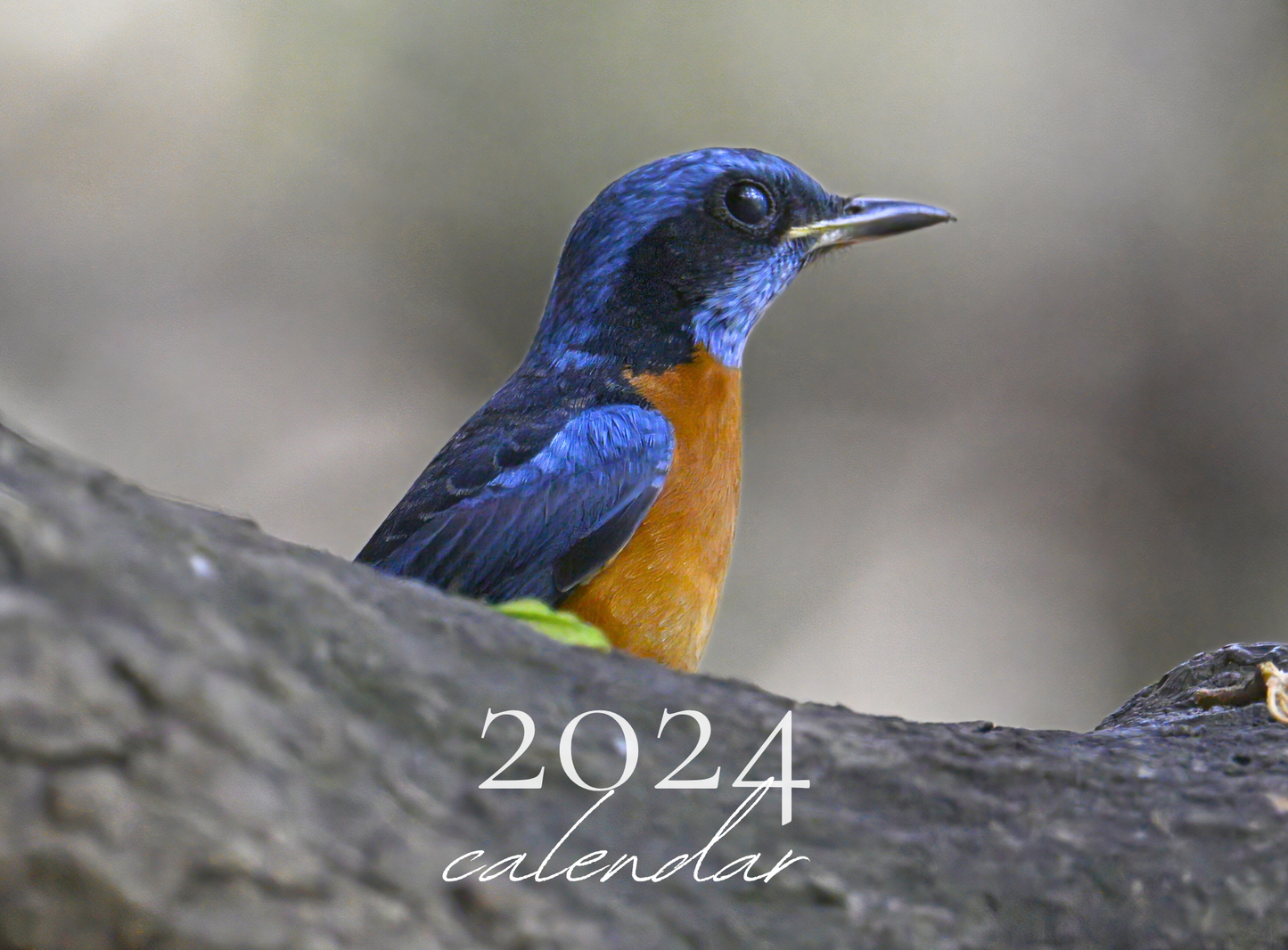 2024 BIRDS CALENDAR