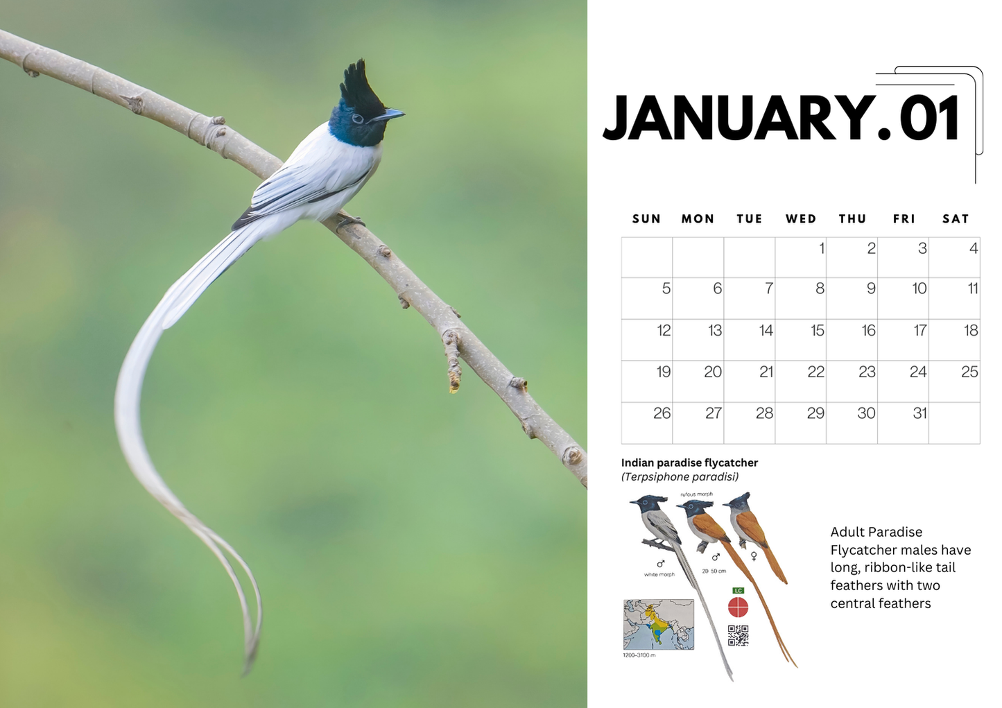 2025 Bird Photography A4 Desk Calendar with QR-Linked Bird Information