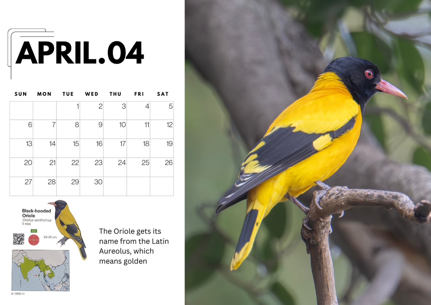 2025 Bird Photography A4 Desk Calendar with QR-Linked Bird Information